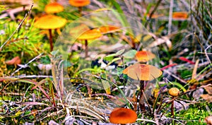 Full size photo of small orange mushrooms with the Latin name Hygrocybe miniata, autumn forest. The mushrooms are not eatable and