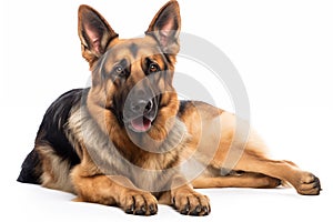 Full size portrait of German Shepherd dog Isolated on white background