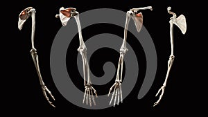 Full Skeletal Anatomy 3D Human Arm