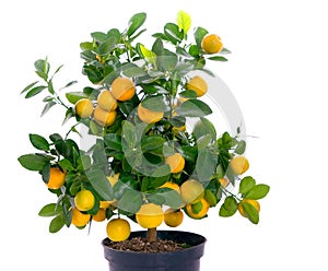 Full of small citrus tree