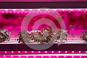 Full spectrum LED grow lights for Nasturtium. Hydroponics and modern methods of growing microgreens