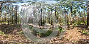 Full spherical hdri panorama 360 degrees angle view on gravel pedestrian footpath and bicycle lane path in pinery forest in sunny