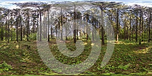 Full spherical hdri panorama 360 degrees angle view in pinery forest in equirectangular projection. VR AR content photo