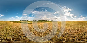 Full spherical seamless hdri panorama 360 degrees angle view among ears of barley, rye and wheat fields in evening sunset with