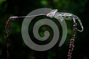 Full streching tounge, the chameleon catch the prey by standing on the branch