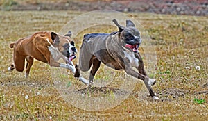 In full stride as a female boxer chases after a male boxer HDR