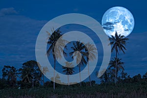 full sturgeon moon on the night sky back silhouette coconut trees