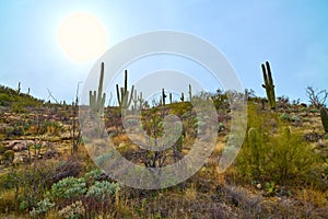 Full sun in the sky over Saguaro cactues growing on a hillside in Saguaro National Park (East), Tucson Arizona