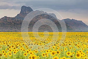 Full sunflower over the field