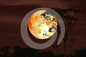 full super buck moon on night red sky back silhouette tree
