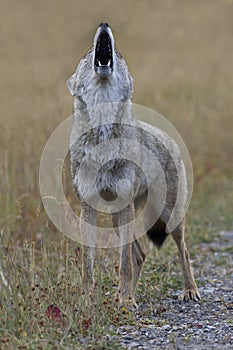 Full throated howl offered skyward by wild coyote