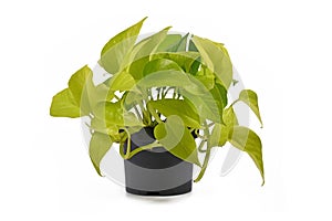 Full tropical `Epipremnum Aureum Lemon Lime` houseplant with neon green leaves in flower pot on white background