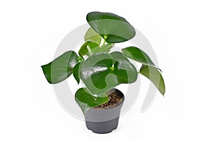 Full tropical `Peperomia Polybotrya` houseplant with thick heart shaped leaves in flower pot on white background