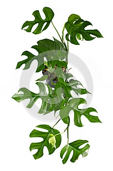 Full tropical  `Rhaphidophora Tetrasperma` house plant with small leaves with windows, also called `Monstera Minima`