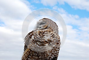 Full Upper Torso of Mexican Spotted Owl photo