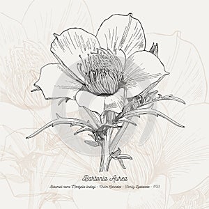 Full vector flower illustration