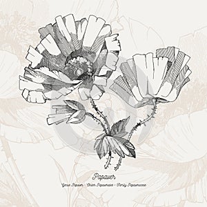 Full vector flower illustration