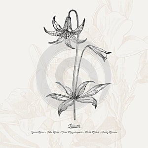 Full vector flower illustration