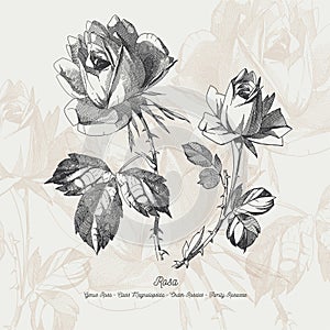 Full vector flower illustration