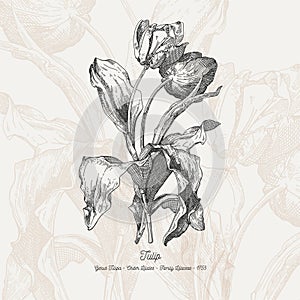 Full vector flower illustration