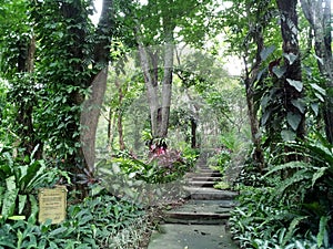 Full vegetation in Eco Park Manila Quezon City Philippines