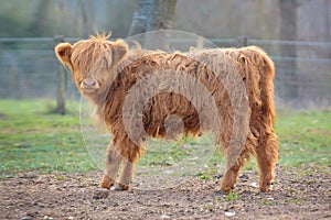 Cute young Scottish Highland Cattle calf with light brown long and scraggy fur photo