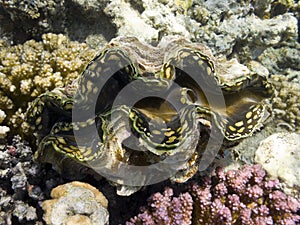 Full view of a Giant Tridacna
