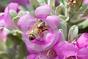 Full view of Honeybee buried in purple sage flower