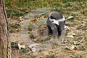 Full view of mephitidae is a family of mammals comprising the skunks and stink badgers