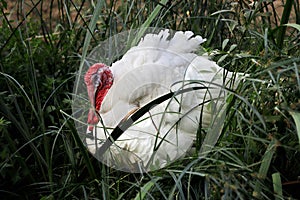 Full view of wild white turkey Meleagris gallopavo on the meadow