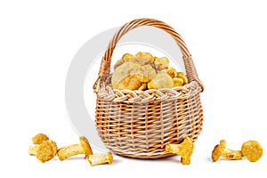 Full wicker basket with fresh chanterelle mushrooms