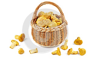 Full wicker basket with fresh chanterelle mushrooms isolated on white
