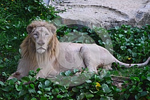 Full wide view of white body lion lying down with head straight looking into the camera with large rock stone behind