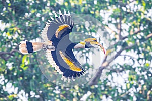 Full wings expand of Great hornbill