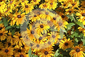 Full yellow daisy background with sun light