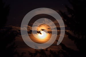 Full yellow moon in the night sky with branches of forest trees and clouds