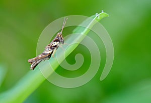 Fullbody photo of brown grasshopper