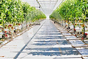 Fulle length view of tomatoes growing in greenhouse