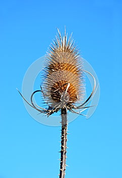 Fuller's teasel (Dipsacus fullonum)