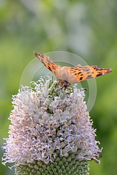 Fuller`s teasel, Dipsacus sativus, flower with butterfly photo