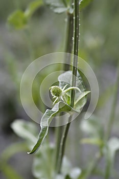 Fullers teasel