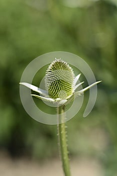 Fullers teasel