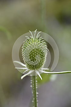 Fullers teasel