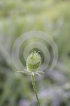 Fullers teasel