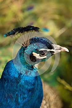 Fullface of peacock male in the park