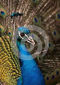 Fullface of peacock male in the park