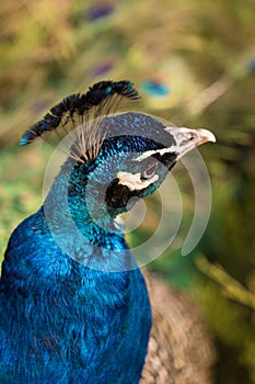 Fullface of peacock male in the park
