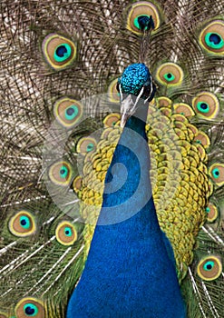 Fullface of peacock male in the park