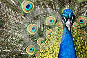 Fullface of peacock male in the park