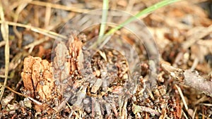 FullHD, new ant colony start building of new anthill. Ant colony is the basic family unit around